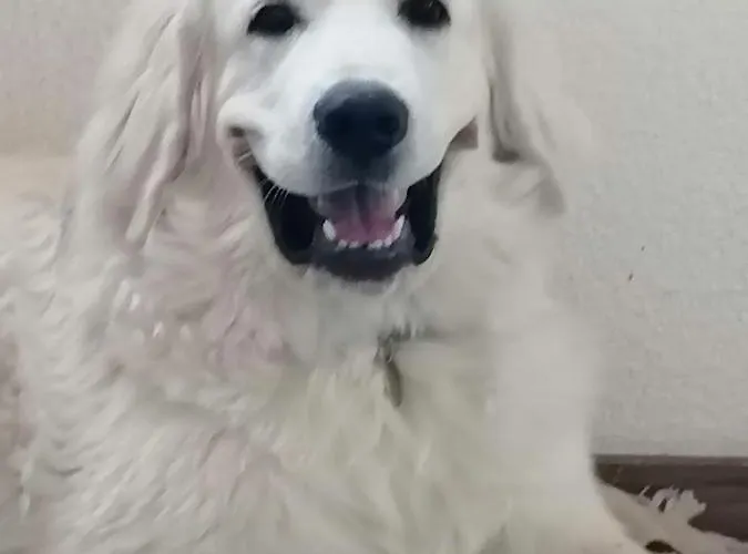 Haus Elisabeth 3* آيغن إم إنشتال